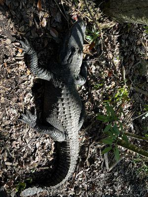 Ellie Schiller Homosassa Springs Wildlife State Park
