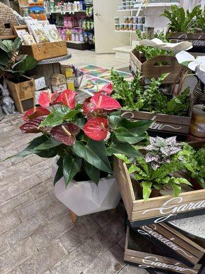 Salsberry Garden Center