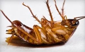 Termite Control Specialists