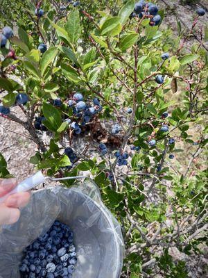 Jawor Bros. Blueberries
