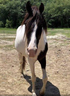 Pasture Pals Equine Rescue