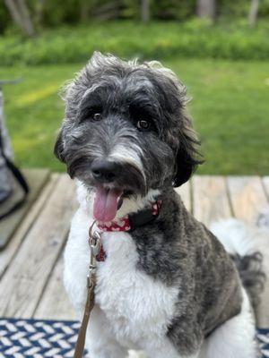 Best In Class Pet Care