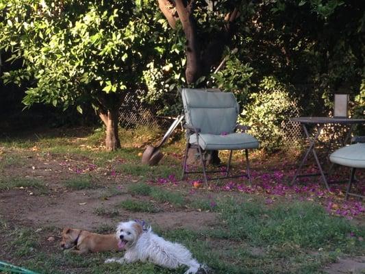 Moon Dogs Pet Sitting & Urban Farm