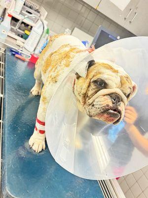 Free Animal Doctor Inc