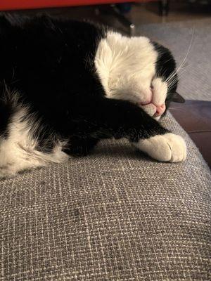 A1 Critter Sitters And Training