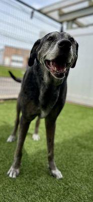 Kennelwood Pet Resort