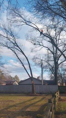 Turf Nurse Tree & Outdoor Services