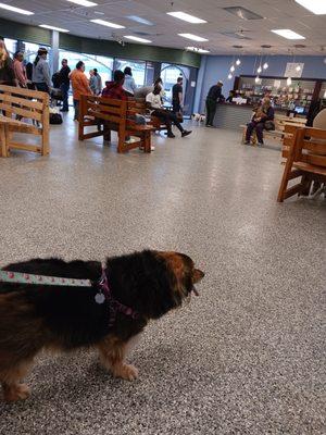 Lowcountry Pet Wellness Clinic