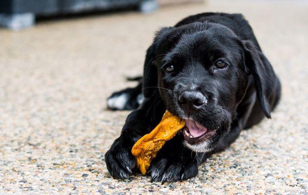 Paradise Veterinary Hospital