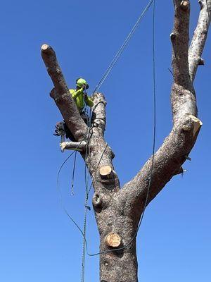 Big Branch Tree Service