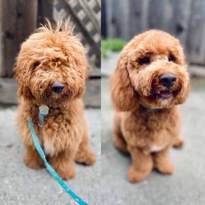 Angela's Dog Grooming Salon