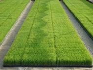 New Horizon Landscape Services