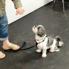 Over the Moon Positive Dog Training