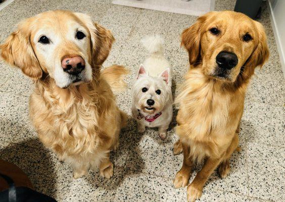 When mom is away, Queen Krusty stays with two bodyguards, Rossi and Lars