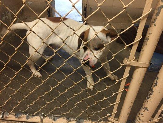 Daphne Animal Shelter