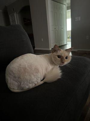 Fur & Feathers Pet Grooming