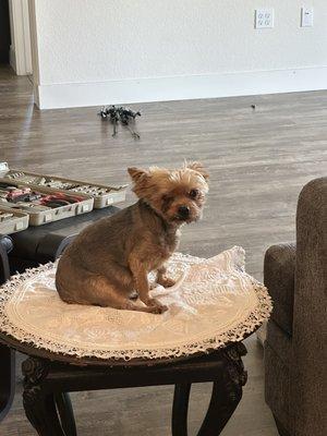 Paw Chi Holistic Veterinary Care