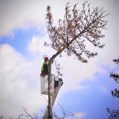 Green Mountain Tree Service