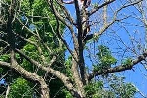 Hidden Valley Tree Service