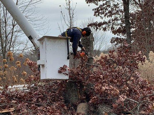 AM PM Tree Service