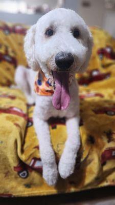 Paddock's Paws Pet Care & Training