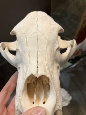 All Seasons Taxidermy