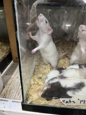 Emmons Tropical Fish