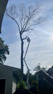 Precision Tree Experts