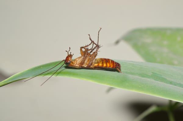 Paradise Pest Control & Fertilization