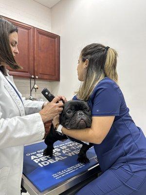 Dollys Animal Clinic