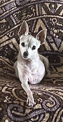18 year old tripod (3 legged) Toy Fox Terrier Harley