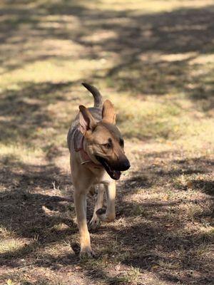 Fur Pals Pet Sitters