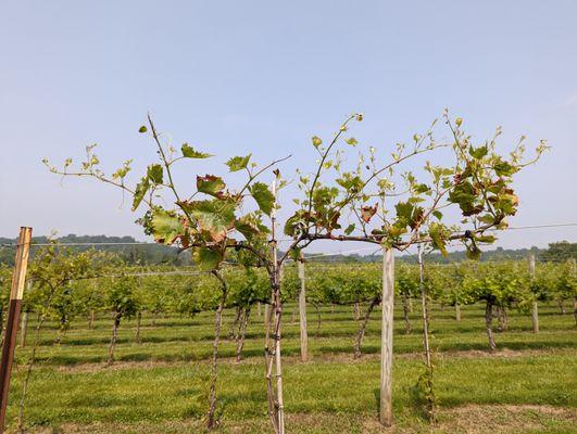 Nutrien Ag Solutions