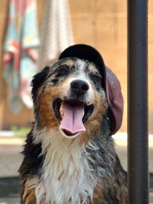 Critter Caretakers Pet Sitting