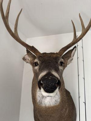 Deer mount