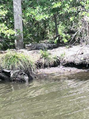 River Lilly Cruises