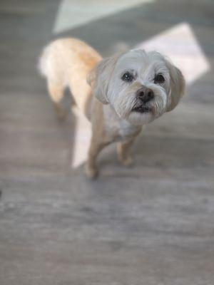 Bows and Bones Pet Salon