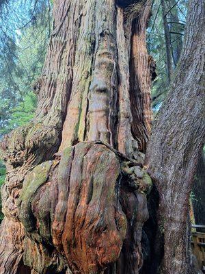 Old growth cedar tree