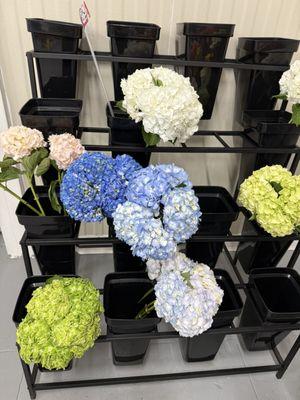 New Era Flowers Wholesale