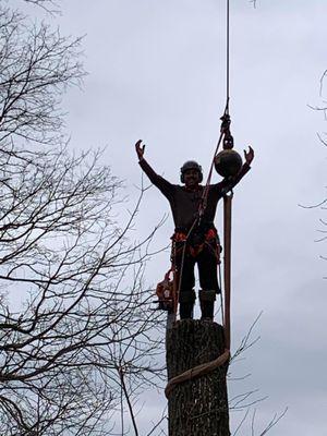 The Cure Tree Service