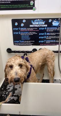 Auto Craze Car & Pet Wash