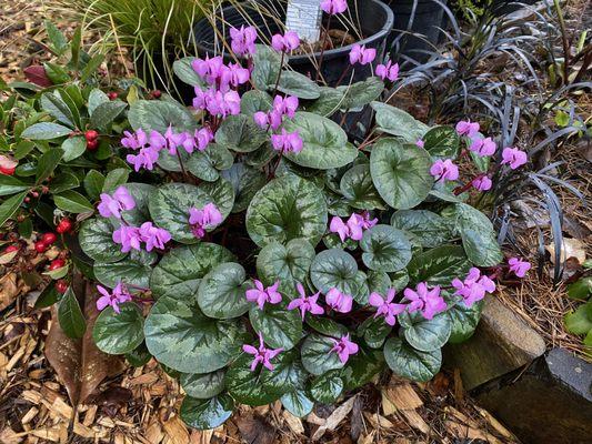 Nurtured Earth Gardens