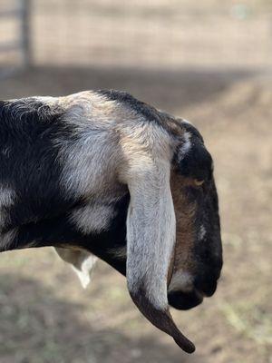 Holloway's Christmas Trees