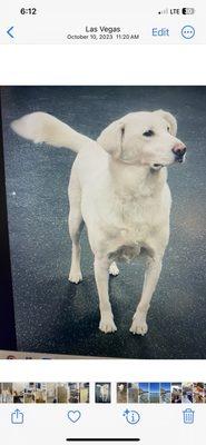 Dogtopia of South Summerlin