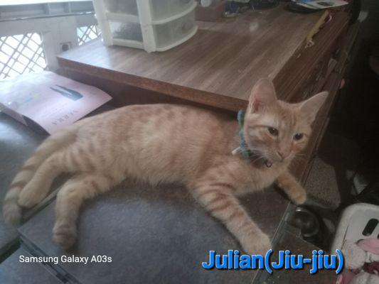 Animal Hugs Petsitting and Rescue