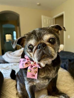 Mobile Grooming by Melissa