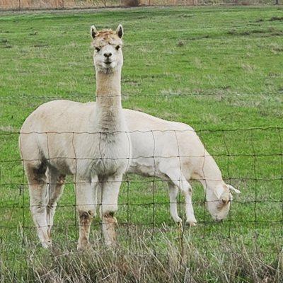 From the city to the country, we cover it all at Mobile Identity Services LLC.