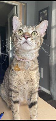 Best Care Animal Hospital