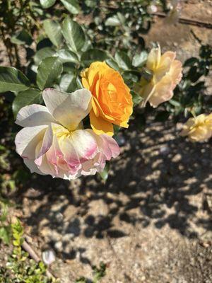 La Costa Greens-The Presidio