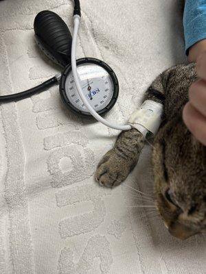 River City Cat Clinic